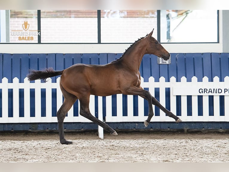 KWPN Mare Foal (02/2026) 17 hh Bay-Dark in Tilburg
