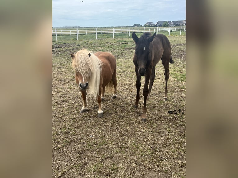 KWPN Mare Foal (04/2026) 17 hh Black in Blankenberge