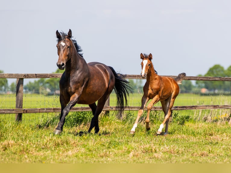 KWPN Mare Foal (03/2026) 17 hh Brown in Purmerend