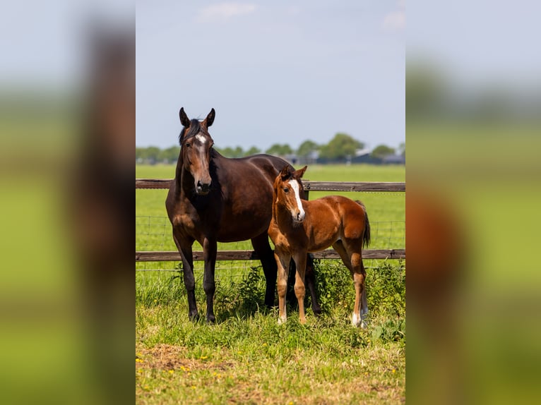 KWPN Mare Foal (03/2026) 17 hh Brown in Purmerend
