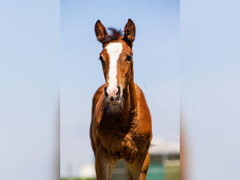 KWPN Mare Foal (03/2026) 17 hh Brown in Purmerend