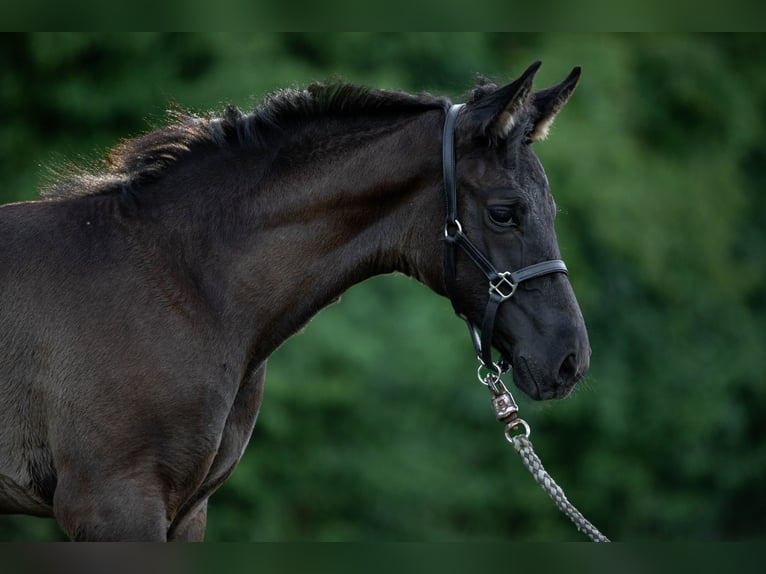 KWPN Mare Foal (04/2025) Bay-Dark in Heinzenbach