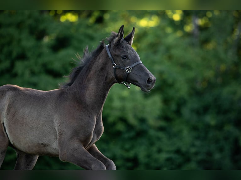KWPN Mare Foal (04/2025) Bay-Dark in Heinzenbach
