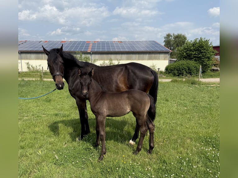 KWPN Mare  Bay-Dark in Heinzenbach