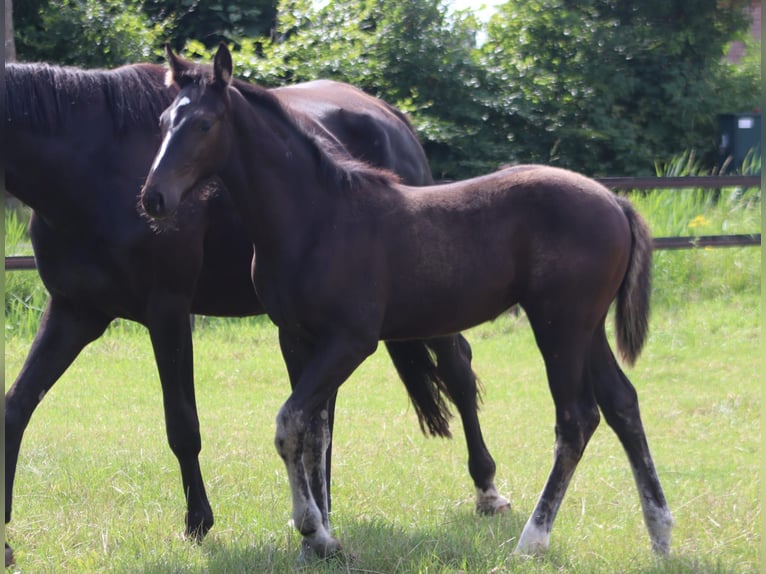 KWPN Mare Foal (05/2024) Bay-Dark in Emst