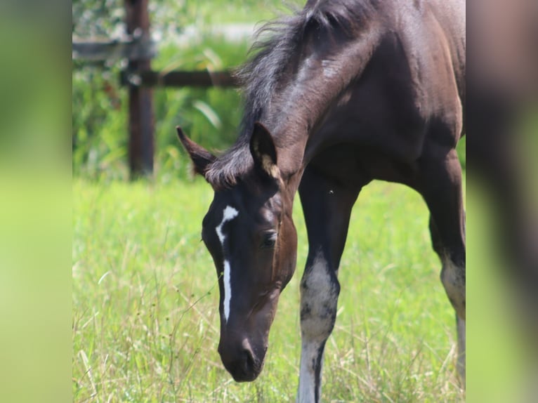 KWPN Mare Foal (05/2024) Bay-Dark in Emst