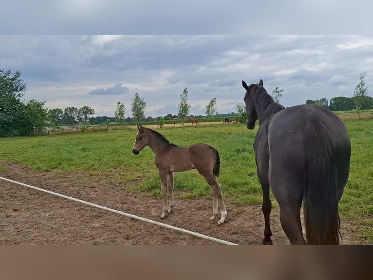 KWPN Mare Foal (05/2024) Bay-Dark in Emst