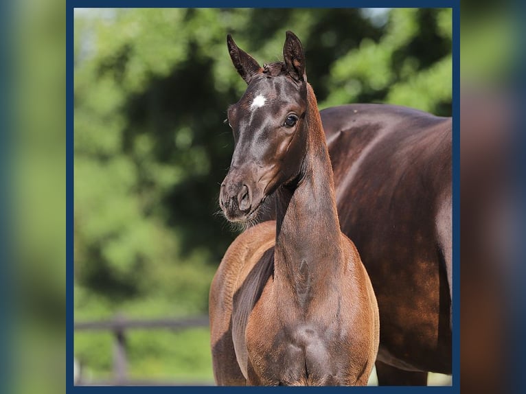 KWPN Mare Foal (04/2024) Bay-Dark in Gieten