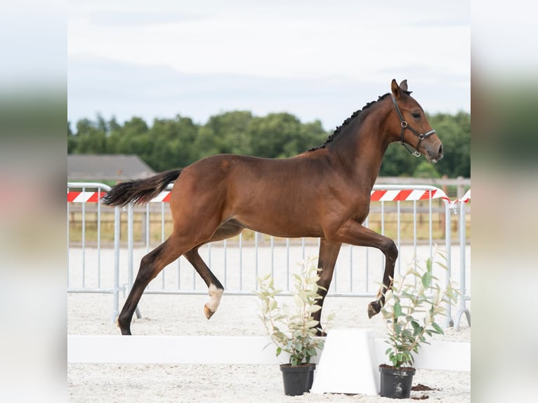 KWPN Mare Foal (02/2025) Bay-Dark in Mol