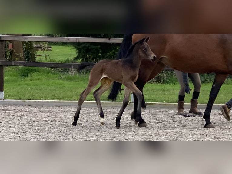 KWPN Mare Foal (03/2024) Bay-Dark in Schaijk