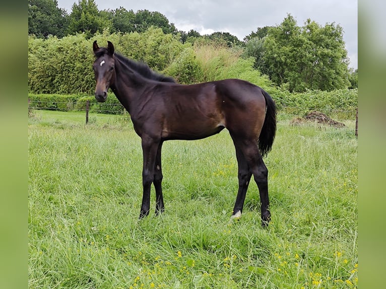 KWPN Mare Foal (01/2025) Bay-Dark in Wanneperveen