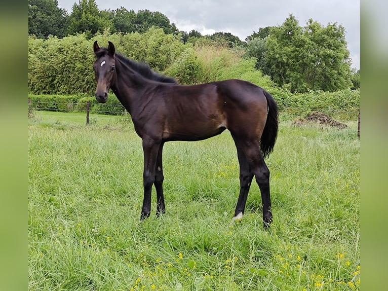 KWPN Mare Foal (01/2025) Bay-Dark in Wanneperveen