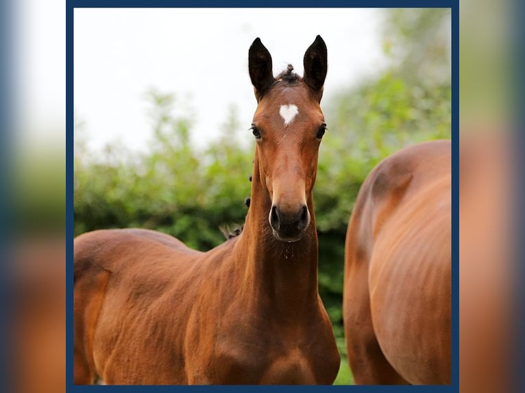 KWPN Mare Foal (05/2024) Bay-Dark in Gieten