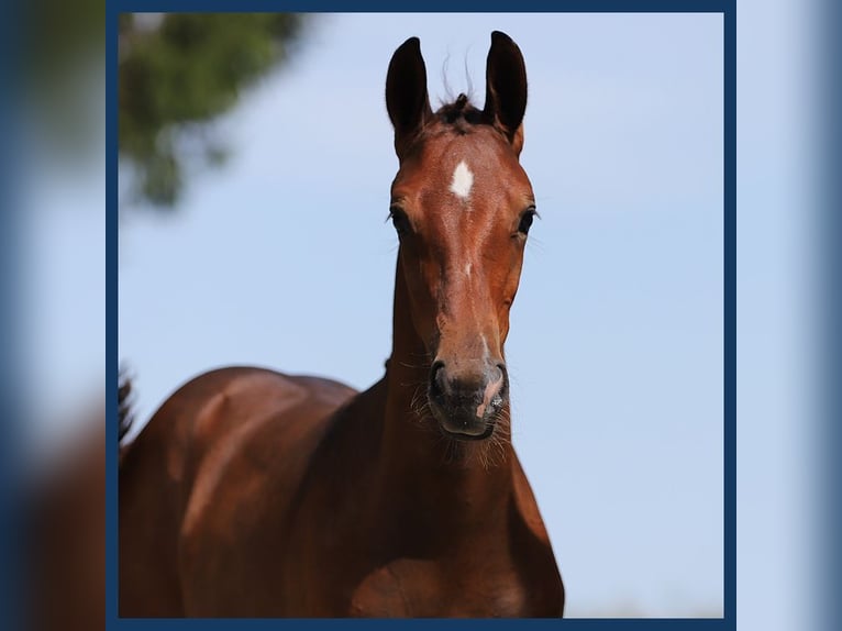 KWPN Mare Foal (04/2024) Bay-Dark in Gieten