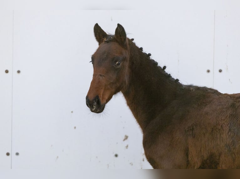 KWPN Mare Foal (06/2024) Bay-Dark in Waddinxveen