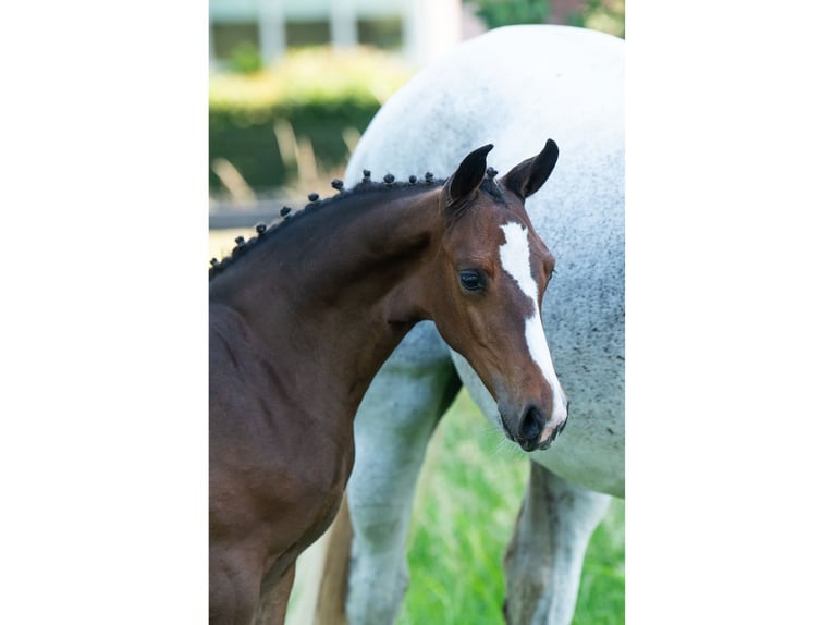 KWPN Mare Foal (04/2026) Bay in Heerde