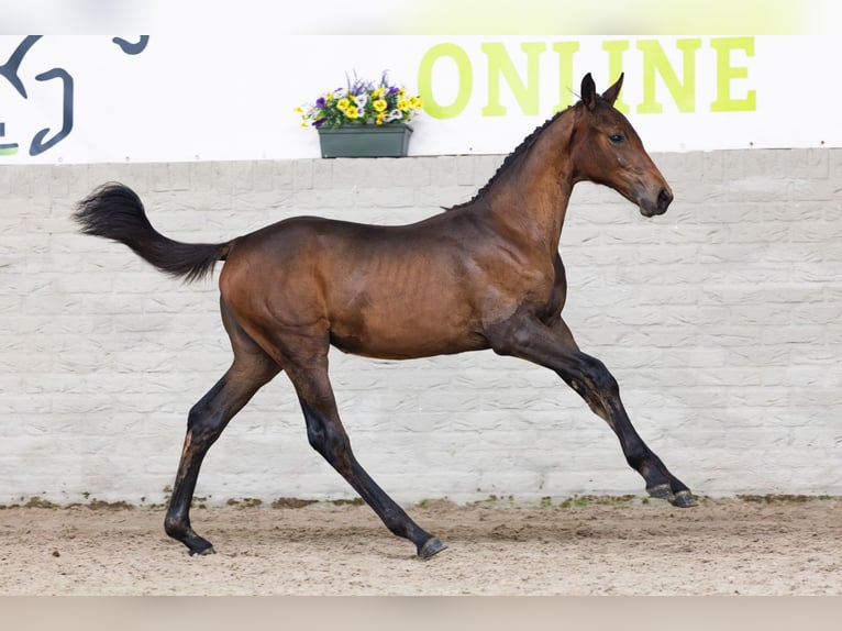 KWPN Mare Foal (02/2026) Bay in Heerde