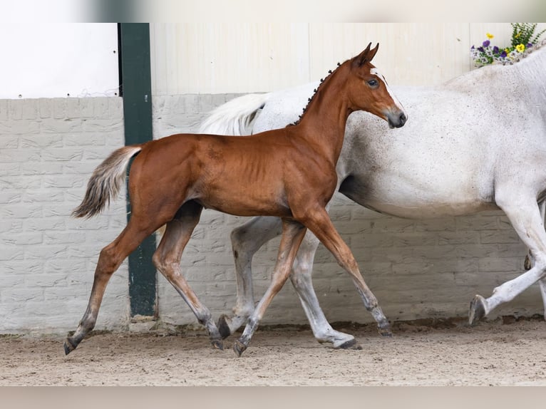 KWPN Mare Foal (04/2026) Bay in Heerde