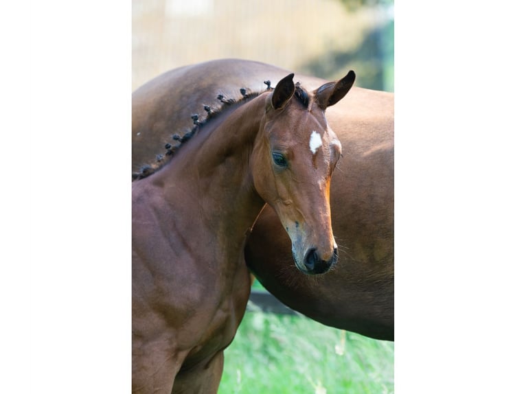 KWPN Mare Foal (02/2026) Bay in Heerde