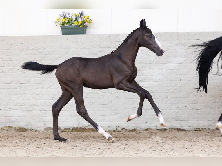 KWPN Mare Foal (03/2026) Bay in Heerde
