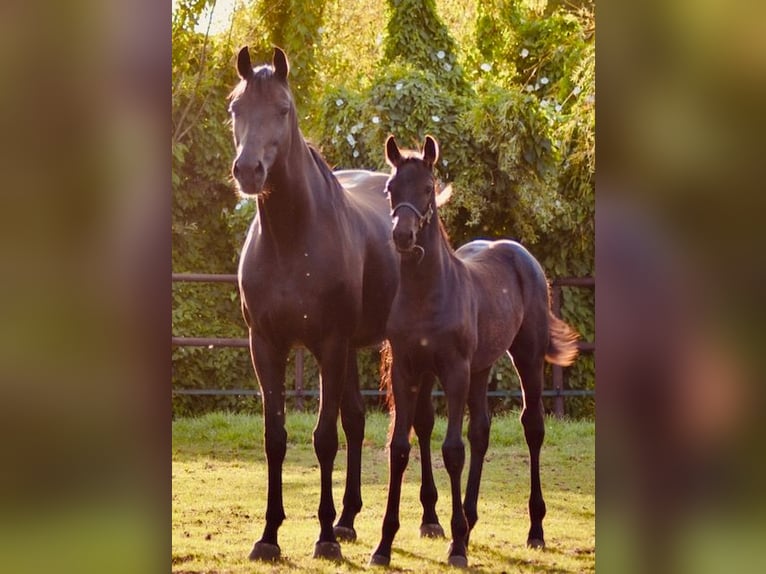 KWPN Mare Foal (05/2025) Black in Ankeveen