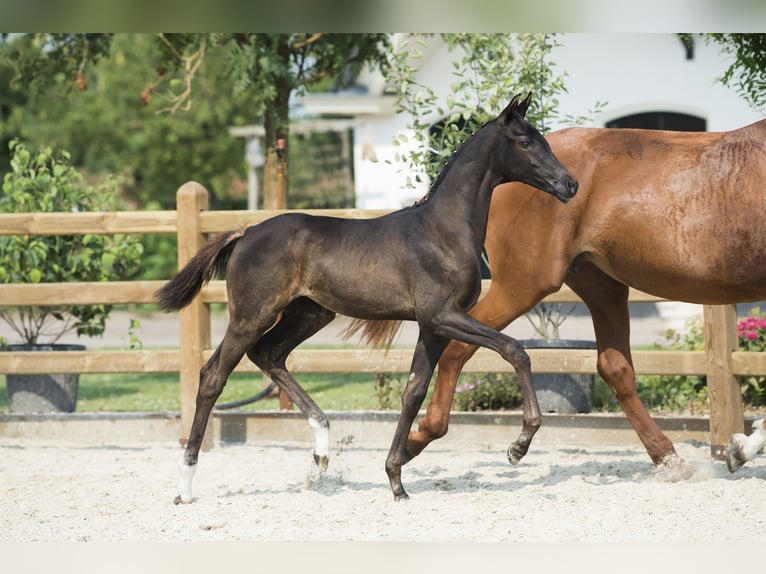 KWPN Mare Foal (04/2023) Black in Balen