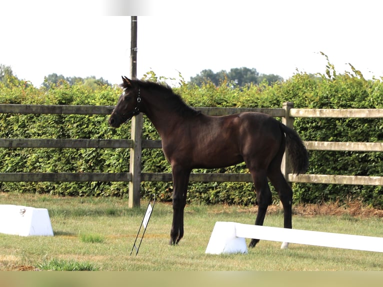 KWPN Mare Foal (03/2026) Black in Autre-Eglise