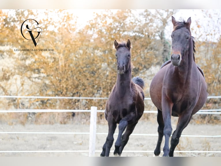 KWPN Mare  Black in Marly-sous-Issy