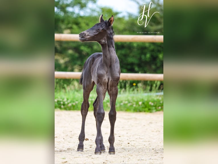 KWPN Mare  Black in Marly-sous-Issy