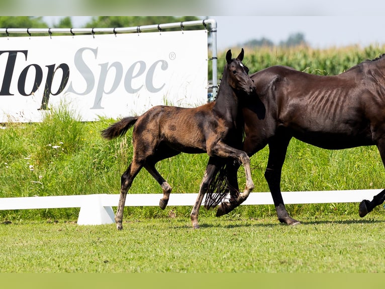 KWPN Mare Foal (01/2024) Black in Den Hout