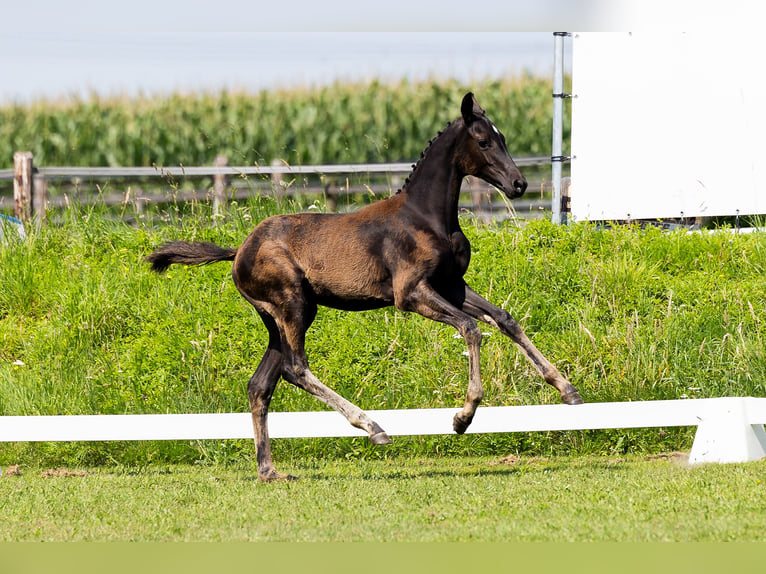 KWPN Mare Foal (01/2024) Black in Den Hout