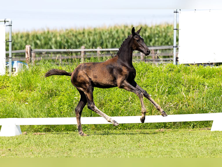 KWPN Mare Foal (01/2024) Black in Den Hout