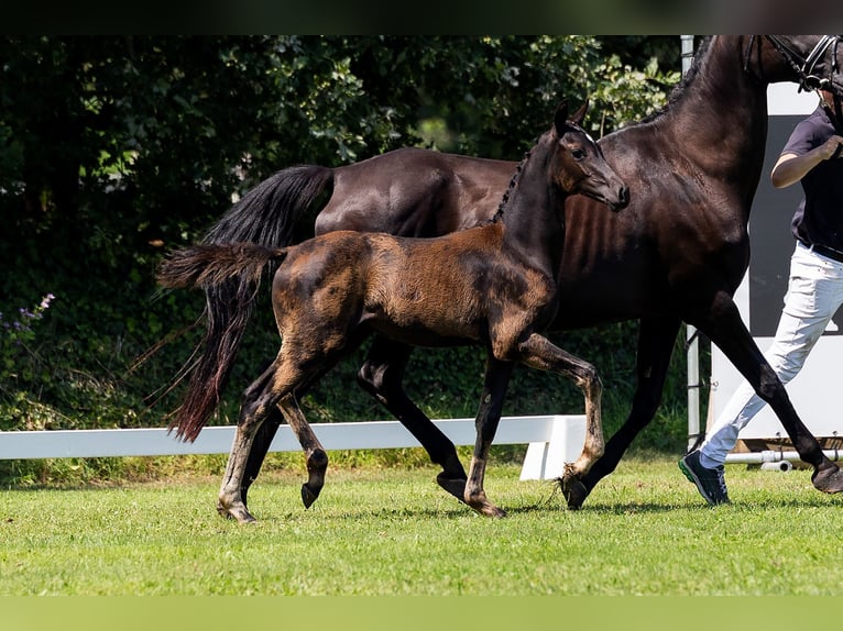 KWPN Mare Foal (01/2024) Black in Den Hout