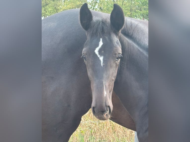 KWPN Mare Foal (04/2025) Black in Evertsoord