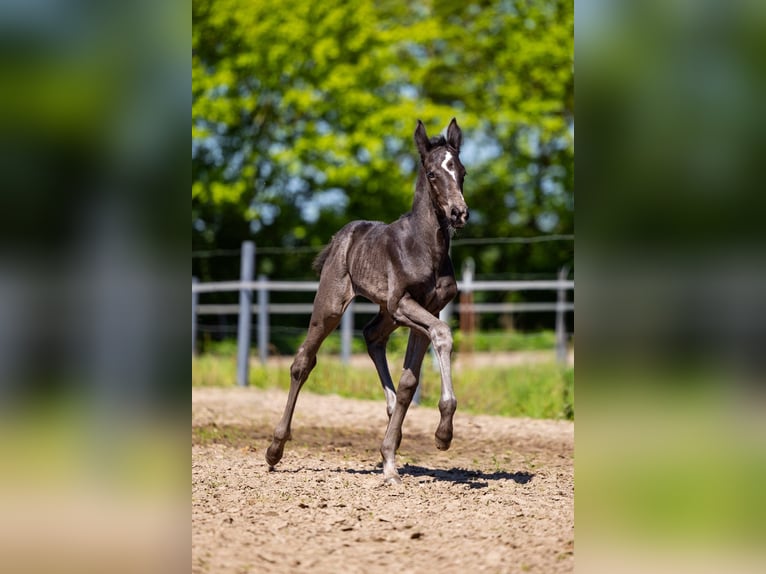 KWPN Mare  Black in Evertsoord
