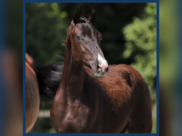 KWPN Mare Foal (02/2024) Black in Gieten