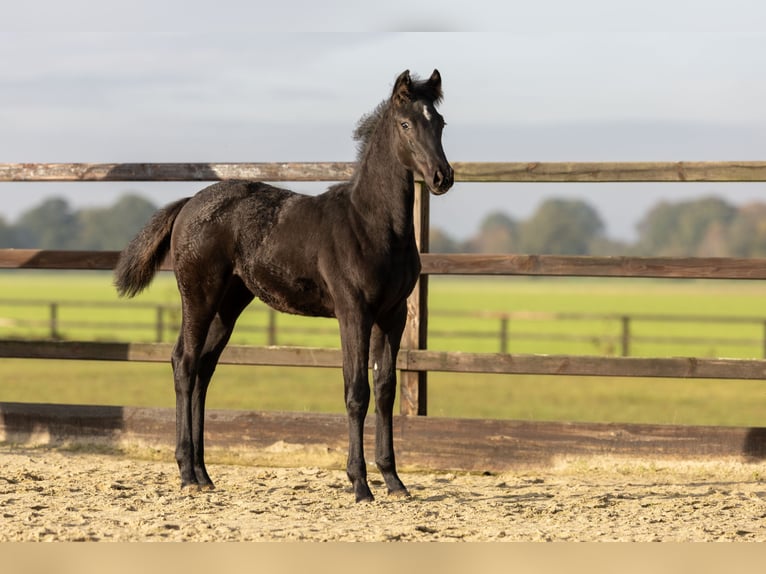 KWPN Mare Foal (06/2024) Black in GROTE-BROGEL