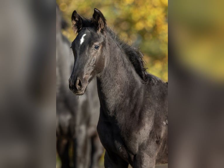 KWPN Mare Foal (06/2024) Black in GROTE-BROGEL