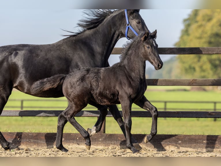 KWPN Mare Foal (06/2024) Black in GROTE-BROGEL