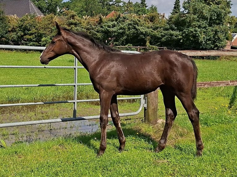 KWPN Mare Foal (04/2025) Black in GROTE-BROGEL