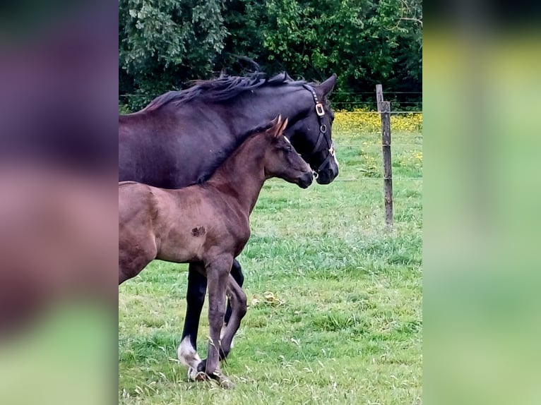 KWPN Mare  Black in zaffelare