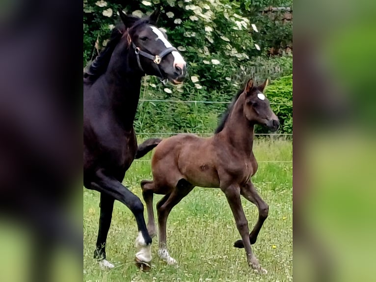 KWPN Mare  Black in zaffelare