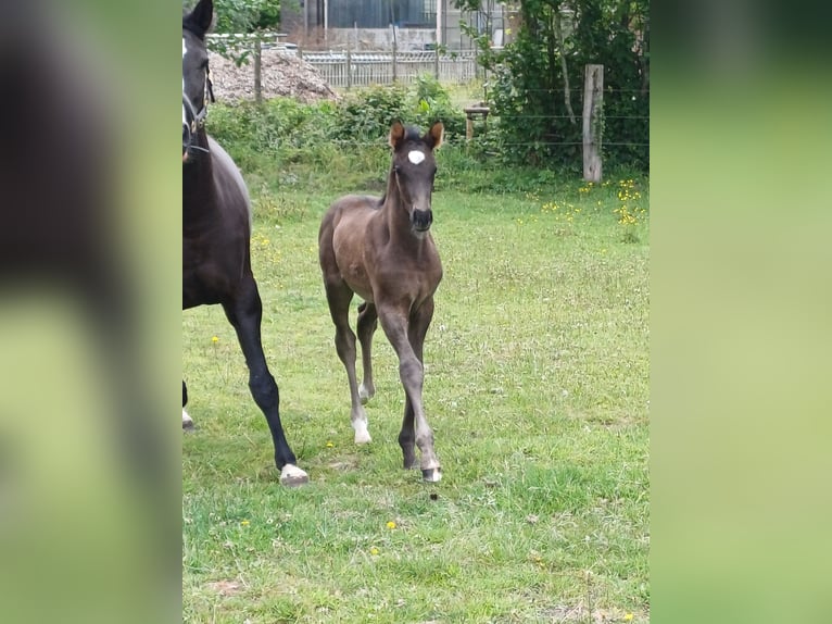 KWPN Mare  Black in zaffelare