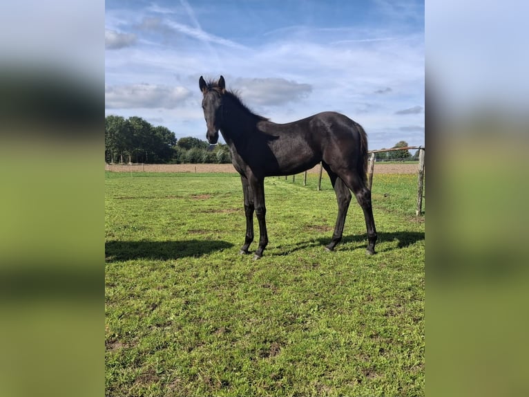 KWPN Mare Foal (05/2026) Black in Dalfsen