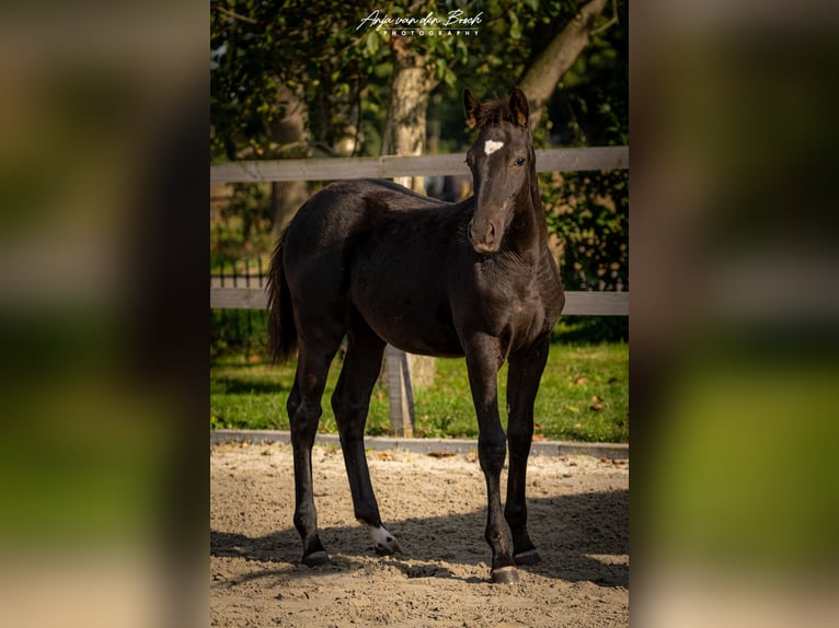 KWPN Mare Foal (05/2025) Black in Overloon