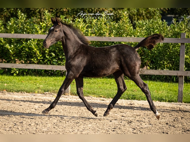 KWPN Mare Foal (05/2025) Black in Overloon