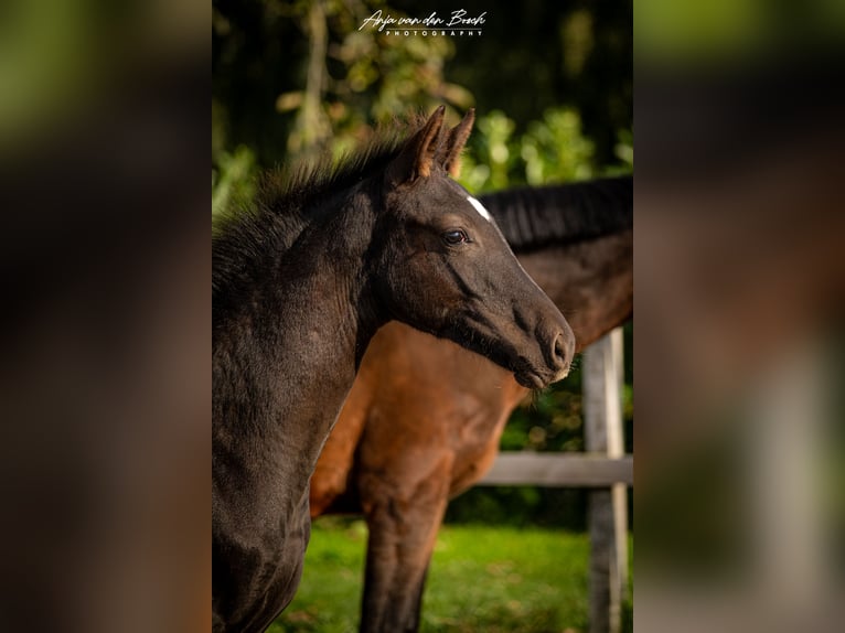 KWPN Mare Foal (05/2025) Black in Overloon