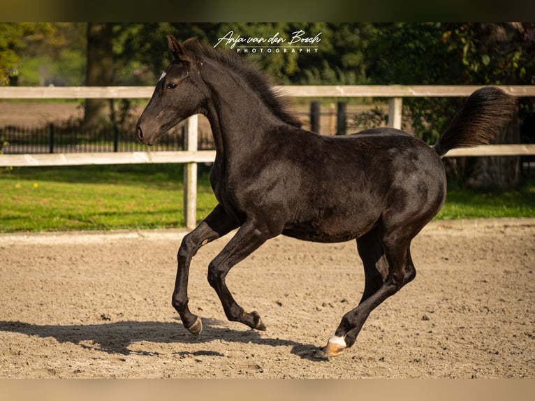 KWPN Mare Foal (05/2025) Black in Overloon