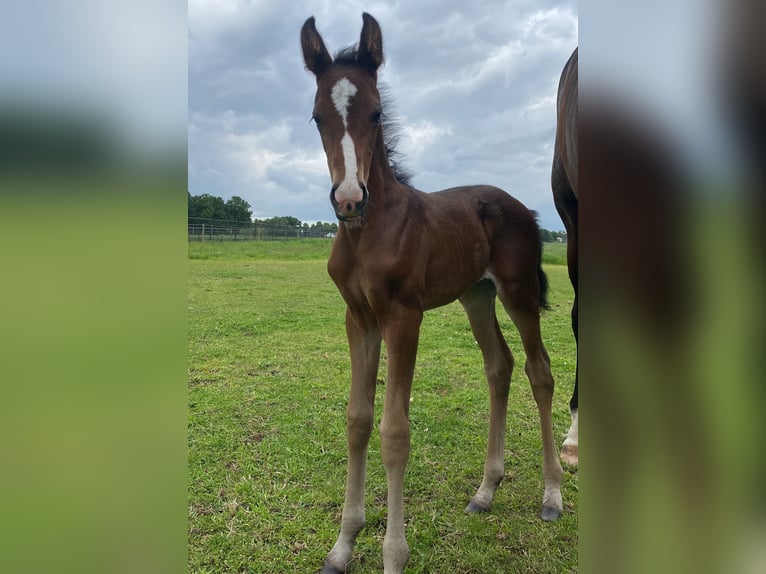 KWPN Mare Foal (06/2025) Brown in Berlicum