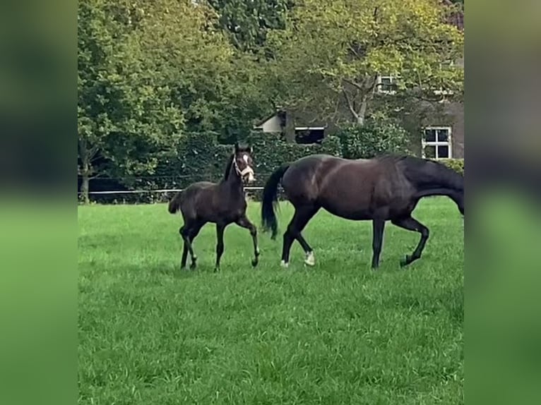 KWPN Mare Foal (06/2025) Brown in Berlicum